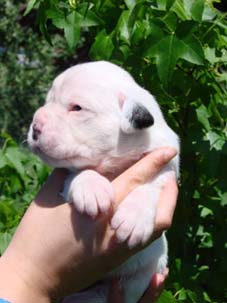 H&uuml;ndin Bernadette