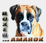 Herzlich willkommen bei "Boxer von Amarok"
